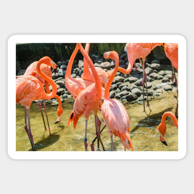 A gaggle of Flamingos Sticker by KensLensDesigns